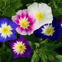 50 Seeds Of Morning Glory Dwarf Mixed Colors Blue Purple Container Garden - £8.99 GBP