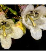 Penstemon Digitalis Foxglove Beardtongue Seed Fresh Fast Shipping - $207.10 MXN