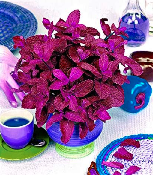 Spearmint Red Peppermint Edible Seed 200 Mint S Flower Free Of Charge - $9.99