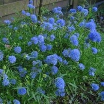 Gilia Capitata Queen Annes Thimbles Flower Seed 5000 Seeds Fresh USA Fast Shippi - $12.53