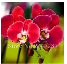 100 Seeds Red Phalaenopsis Bonsai Butterfly Orchid Seeds Flower Flower Plant Gar - £8.08 GBP