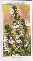 Wills Cigarette Card Wild Flowers #38 Eyebright Figwort - £0.78 GBP