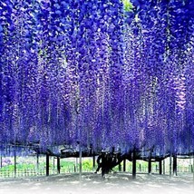 ADW 5 Chinese Blue Wisteria Sinensis Tree Seeds Climber Flower Vine Fast... - $18.10 CAD