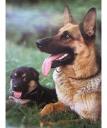 2 Animal Posters Jaguar + 2 Dogs Deutscher  Schaferhund mit seinem Junge... - $40.25 CAD