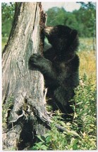 Postcard Rousseau Road Ontario Deyett&#39;s General Store Baby Black Bear - $3.95