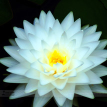 Goodidea 1 Professional Pack, 1 seed / pack, Big White Lotus Flower Nelumbo Pond - $5.38