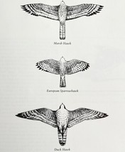 Hawks Owls Underside Patterns Art Print Birds Of Prey Vintage Nature 197... - $24.99