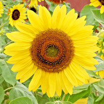 50+Lemon Queen Sunflower Seeds Native Wildflower Branching Summer Flower From US - £7.40 GBP