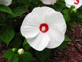 50 pcs White Hibiscus Flowers Seeds Perennial Plants FROM GARDEN - £4.14 GBP