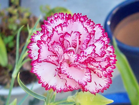 JGBO 30 Carnation Chabaud Striped &amp; Picotee Mix/Fragrant Perennial Flowe... - $15.33