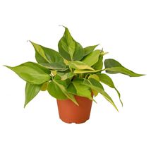 4" Pot - Philodendron Brasil - Gardening - Houseplant - Living room - FREE SHIP - $46.99