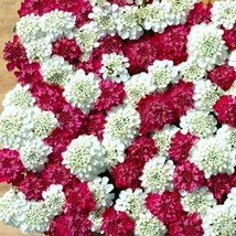 50+ Iberis Candytuft Red And White Flower Seeds Mix Deer Resistant - £7.75 GBP