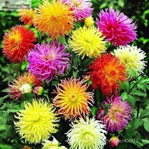 Dahlia Cactus Mix Dahlia Pinnata Variabilis 80 - £6.57 GBP