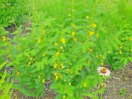 200 Partridge Pea Seeds Native Wildflower Fall Food Source Turkey Deer BirdsFrom - $8.35