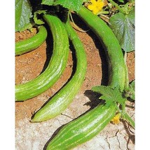 Best SELLER USA 10 Seeds Long China Burpless Cucumber Seeds - $5.60