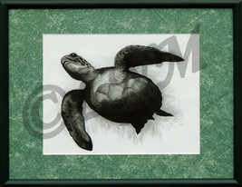 Sea Turtle Charcoal Drawing - $30.00