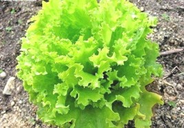 RAFHSTORE 601 Salad Bowl Lettuce Seeds Organic Vegetable Garden Container Lose L - £6.59 GBP