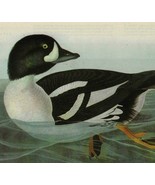 Barrows Golden Eye Bird 1946 Color Plate Print John James Audubon Nature... - $39.99