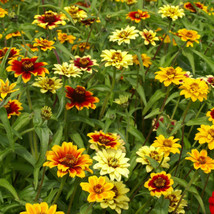 Item image 1 image 1