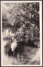 Flamingoes Bok Sanctuary, Lake Wales, FL - Page Studio Real Photo Postcard - £9.60 GBP
