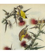 American Goldfinch Bird 1946 Color Art Print John James Audubon Nature D... - $34.99