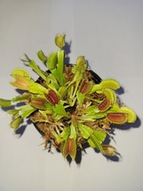 3 small Venus Flytraps (Fly Trap Carnivorous Plants) Dionaea Muscipula - £13.71 GBP