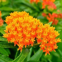 Sh Milkweed Orange Perennial Tuberosa Monarch Butterfly Host Plant 50 Seeds - £6.33 GBP
