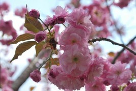 Japanese Cherry Blossom Prunus Serrulata Sakura Tree 25 Fresh Seeds - £23.52 GBP