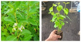NEW! ( 1 ) - Buds Yellow Twig Dogwood - Starter Plant ( 7L ) - £33.27 GBP