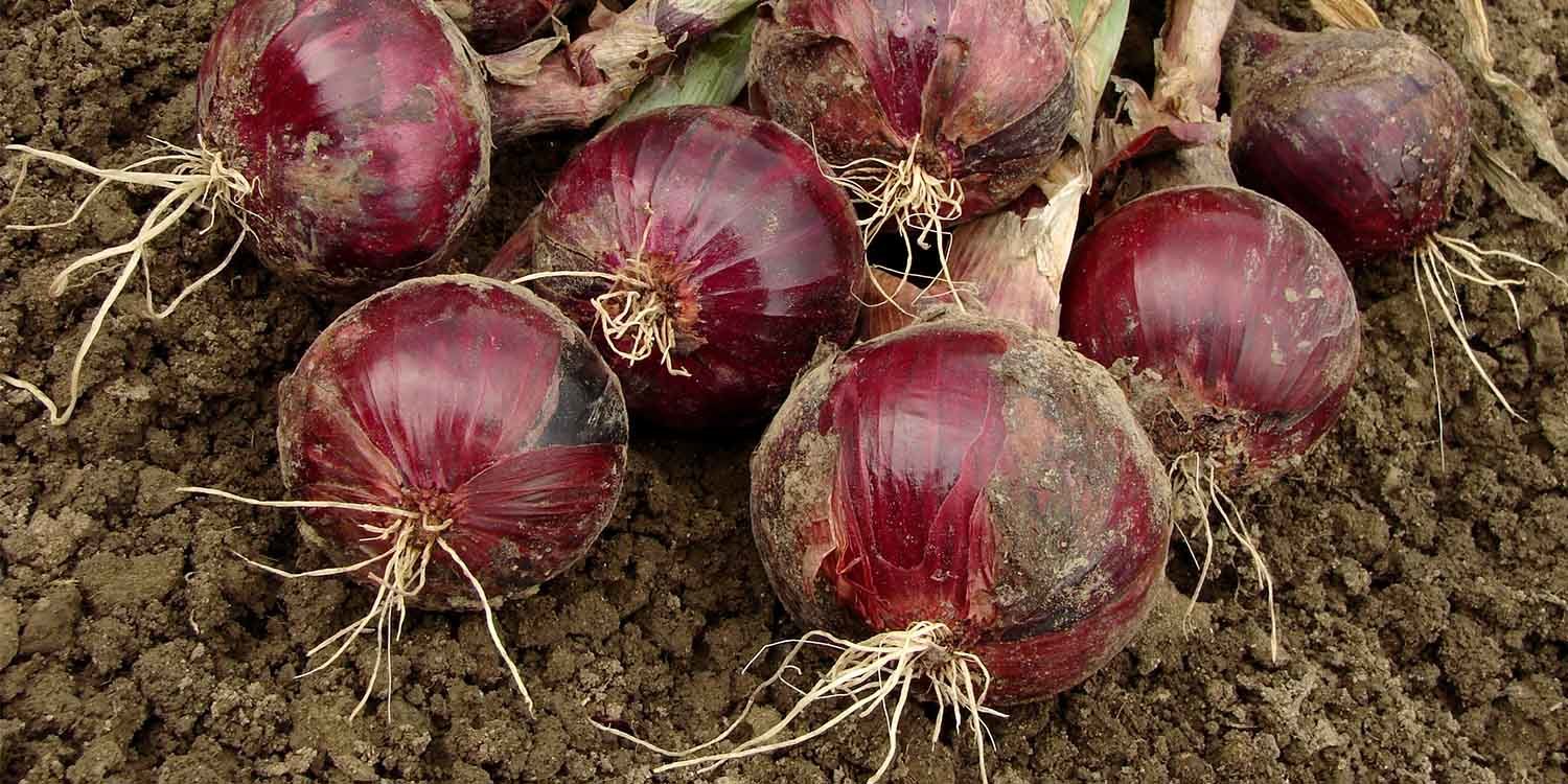 500 Heirloom Red Creole Onion Seeds - Non-GMO, Spicy Red Bulbs - $5.98
