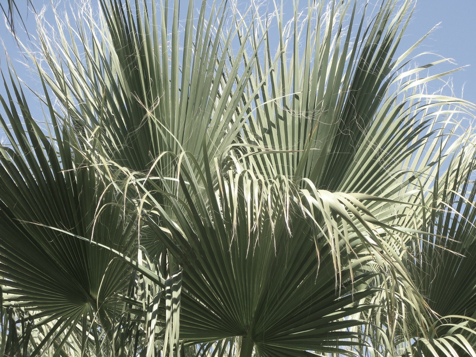 Washingtonia Filifera Hardy Form Zone 6B 5 seeds Fresh Gardening - $17.96