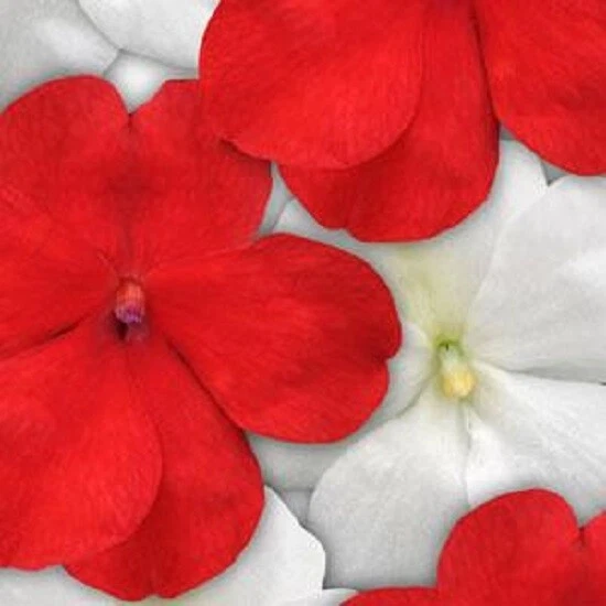 50 Impatiens Seeds Impatiens Impreza Red &amp; White Mix - $17.22