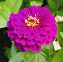 Semilir Zinnia Purple Prince Flower Seeds Nongmo Freshharvest Fast Grow From US - $8.78