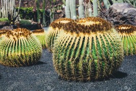 Echinocactus grusonii seeds Golden barrel cactus seed Golden ball graines - $5.27+