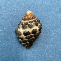  #3 Morula (Tenguella) granulata 19.3mm Batangas, Philippines, Intertida... - £2.33 GBP