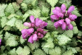 100 Seeds Spotted Deadnettle Lamium Maculatum Purple Lavender Ground Cover Us Se - £5.96 GBP