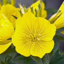 New Fresh USA Seller S 1000 Evening Primrose Seeds - £10.27 GBP