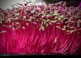 21,000 Seeds Organic Red Amaranthus Sprouting Microgreens Salads Sandwiches - $19.75
