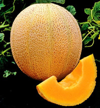 1/4 Oz Cantaloupe Seed Muskmelon Seeds Hales Best 200Ct Fast Ship USA Se... - $14.48