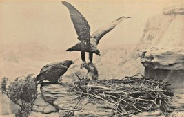 Chicago Museum Natural HISTORY-GOLDEN Eagle~Photo Information CARD-POSTCARD Size - £7.41 GBP
