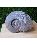 6 inch Gonioclymenia Ammonite FOSSIL ~ Devonian Location Rissani Morocco... - $1,650.91 MXN