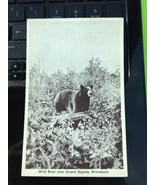 vintage postcard 1900s Grand Rapids MN Wild Black Bear Trees Minn Minnesota - $566.69 MXN
