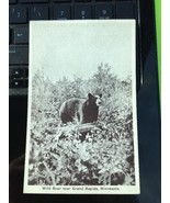 vintage postcard 1900s Grand Rapids MN Wild Black Bear Trees Minn Minnesota - £23.44 GBP