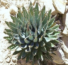 HS Agave Utahensis Nevadensis Exotic Rose Succulent Aloe Hardy Plant See... - $10.34