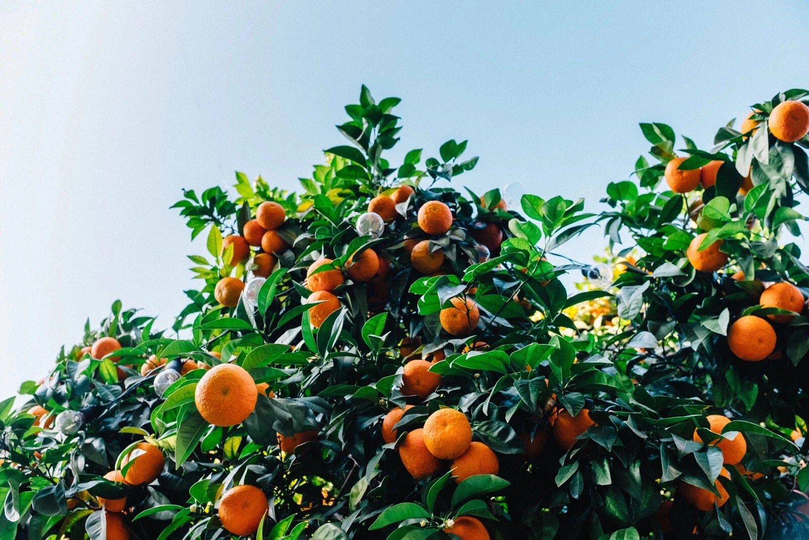 25+ Mandarin Orange Seeds- Citrus reticulata Blanco - Order Track 1st Cl... - $18.08
