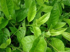 Gynura Procumbens Longevity Spinach 1 Plant Fresh Seeds - £26.72 GBP