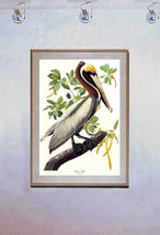 Audubon Brown Pelican 15x22  Hand Numbered Ltd. Edition Art Print - £38.55 GBP