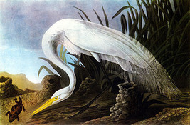 John James Audubon American Egret 15x22 Beautiful Art Print - £38.39 GBP