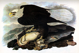 Audubon Bald Eagle 15x22 Hand Numbered Ltd. Edition Art Print - £39.28 GBP