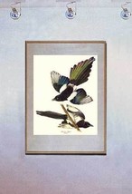 Audubon American Magpie 15x22  Hand Numbered Ltd. Edition Art Print - £38.70 GBP